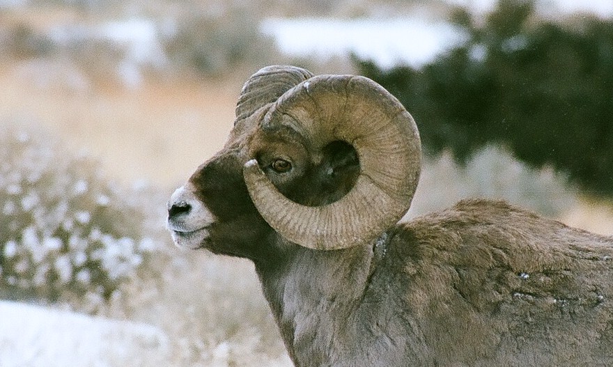 Re: A Bighorn picture