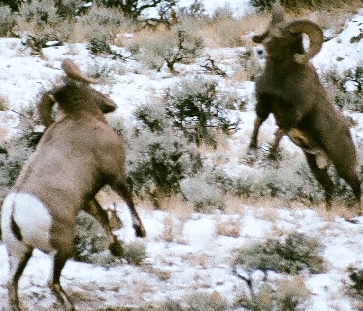 Re: A Bighorn picture