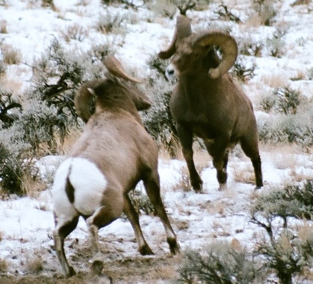 Re: A Bighorn picture