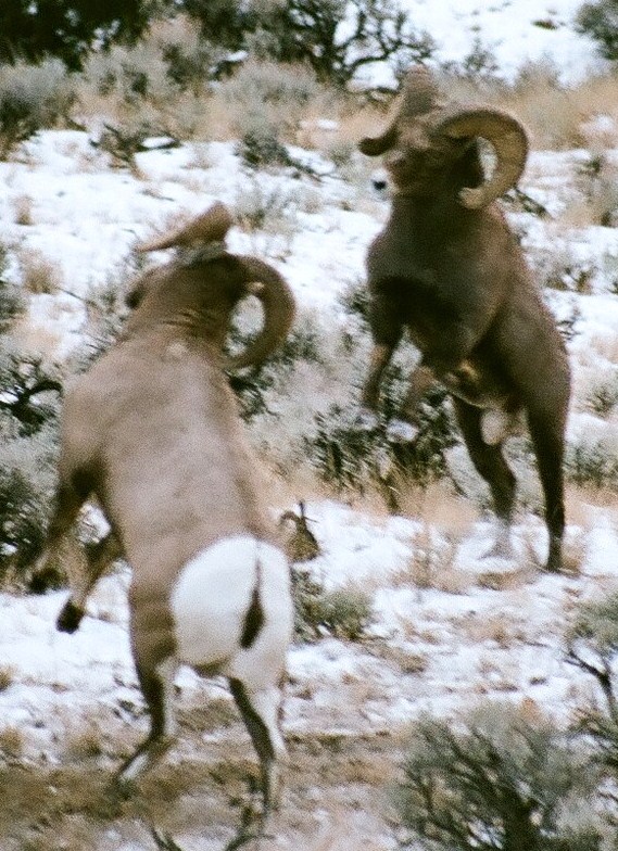 Re: A Bighorn picture