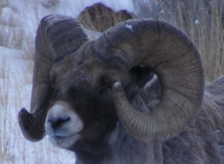 A Bighorn picture