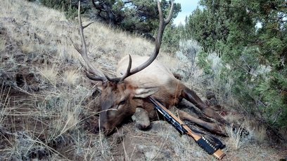 2014 Oregon bull