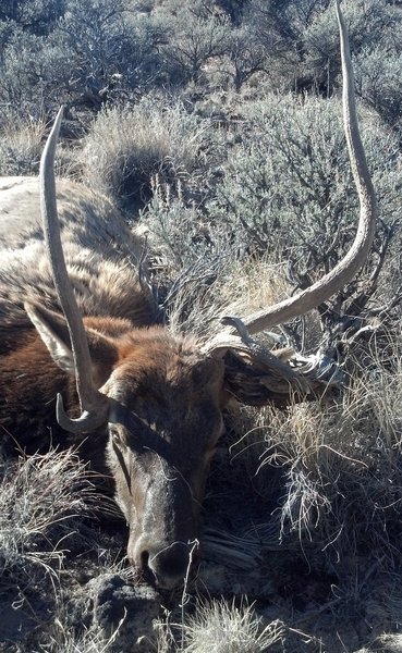 Funky Oregon Bull