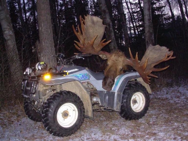 Monster Moose!!!!