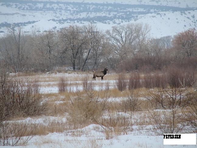 More winter Bulls