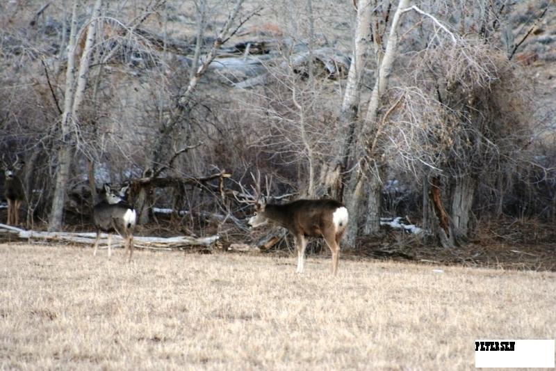 Muleys &amp;amp; Speed goats