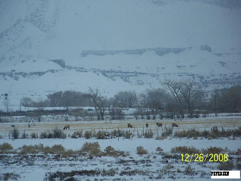 More winter Bulls