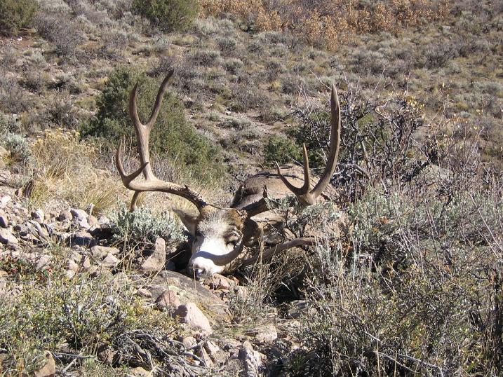 Re: COLORADO DOW BIOLOGISTS STUDYING MULE DEER AGING