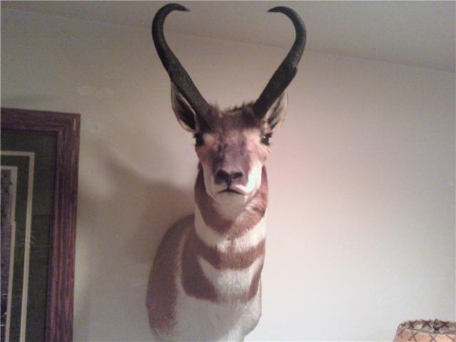 Back From The Taxidermist!