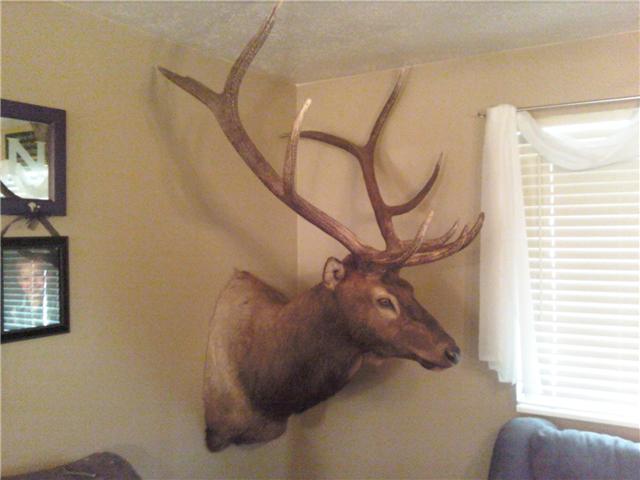 My Bros Elk Mount