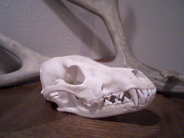 My Coyote Skull!