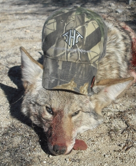 December 27th AZ Coyote