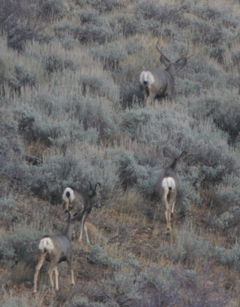 Take a look at the body on this old brute. Taken from more than 300 yards away