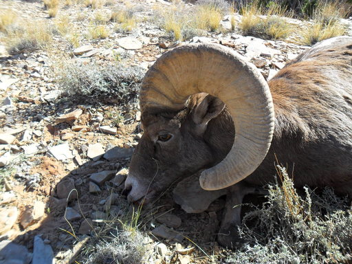 Re: south san rafael sheep