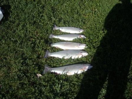 The bottom one is about 3 pounds.