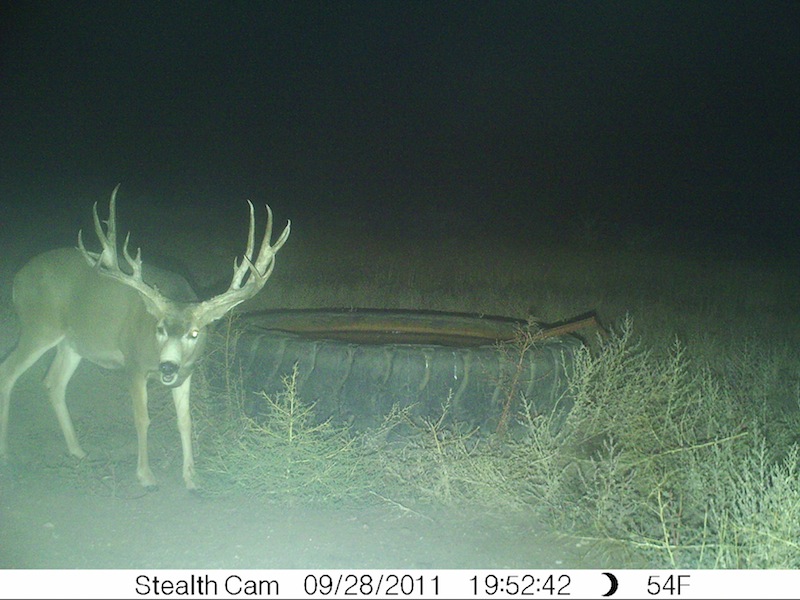 This awesome buck alive !!!