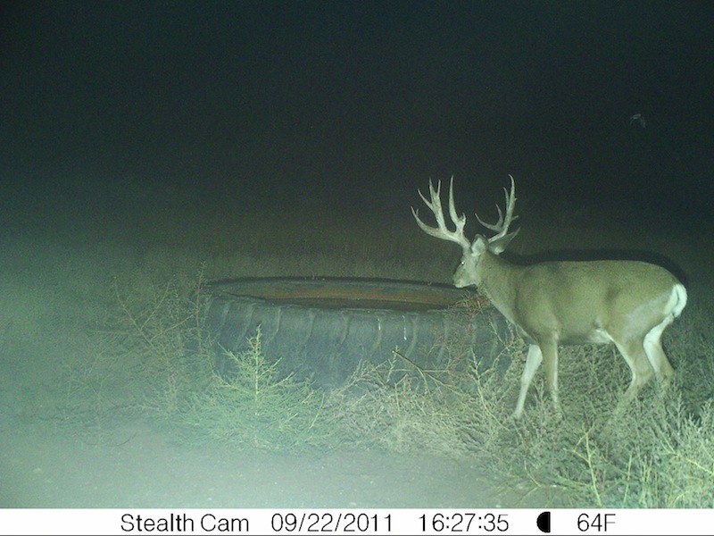 This awesome buck alive !!