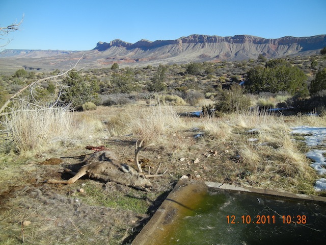 Arizona Strip Cougar Kill.