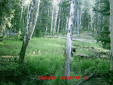 A Few Elk Photos From the Trail Cam and Harvest