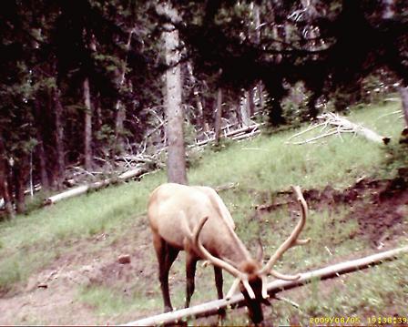 A Few Elk Photos From the Trail Cam and Harvest