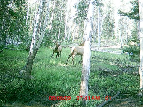 A Few Elk Photos From the Trail Cam and Harvest