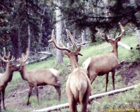 A Few Elk Photos From the Trail Cam and Harvest