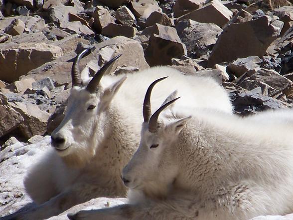 2nd Annual Rocky Mountain Goat Self Pity Hike