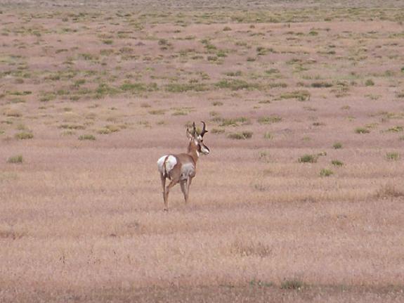 Utah West Desert Antelope