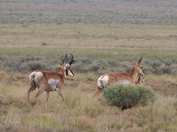 Utah West Desert Antelope