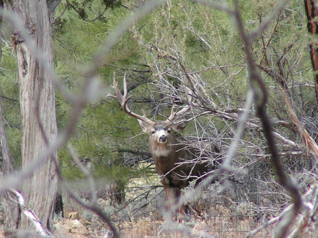 AZ unit 9 Buck