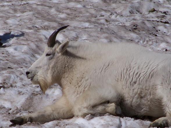 2nd Annual Rocky Mountain Goat Self Pity Hike