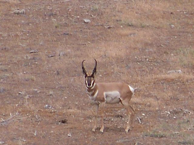 Utah West Desert Antelope