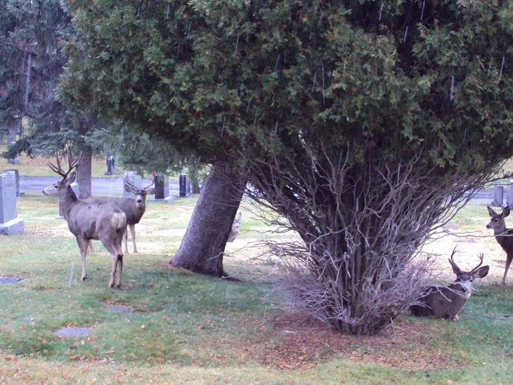 Is This a 170 Class Buck?