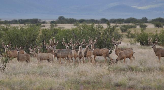 New Mexico Bucks in the Velvet