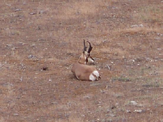 Utah West Desert Antelope