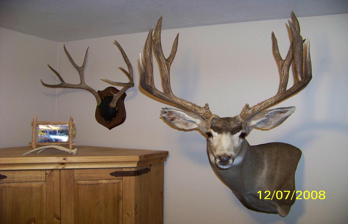 Re: Who does your big game taxidermy work?