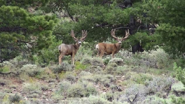 Two Great Looking Bucks