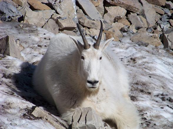 2nd Annual Rocky Mountain Goat Self Pity Hike