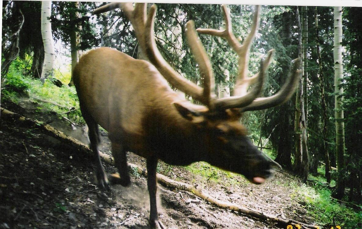 Wasatch front bull