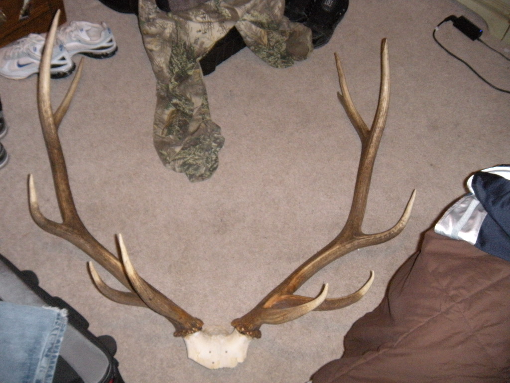 My elk, its about time!