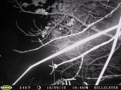 How close to you look at your trail cam pics?