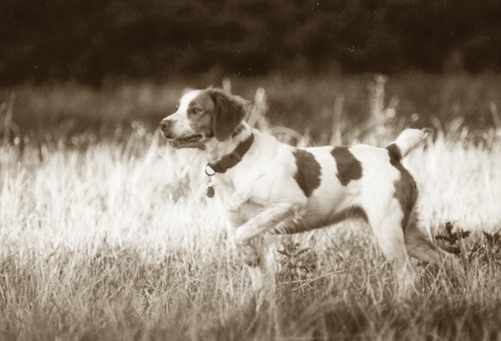 Foot dog - Dusty