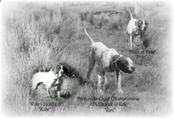 Three horseback dog&#039;s. Kate, Rex and Pete