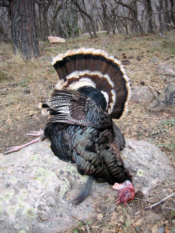 More Turkey Pics