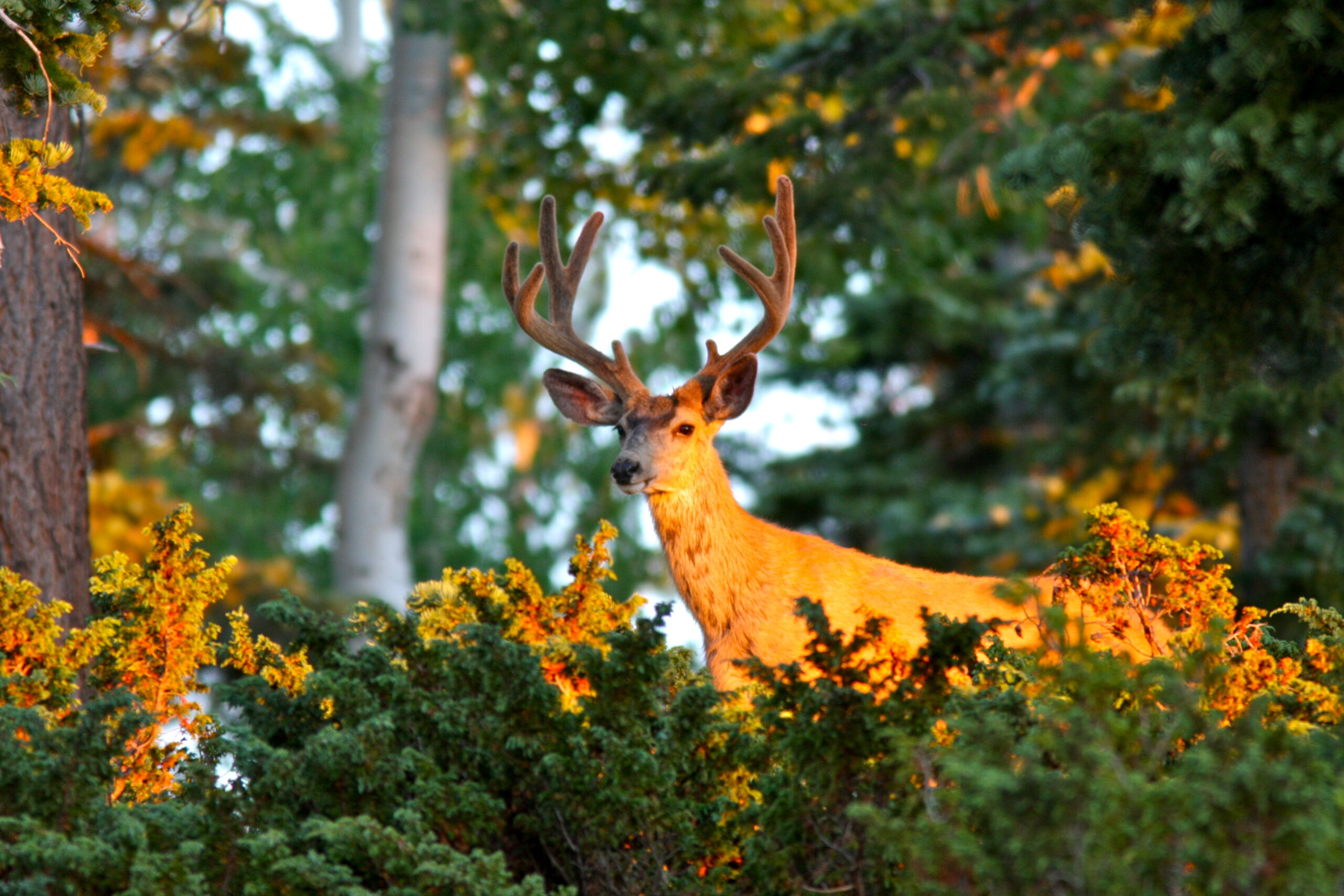 Cool Sunset Buck