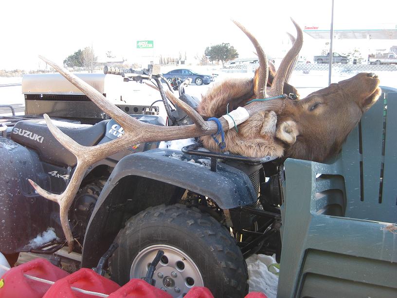 Big Nevada Bull.