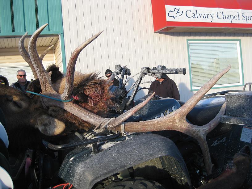 Big Nevada Bull.