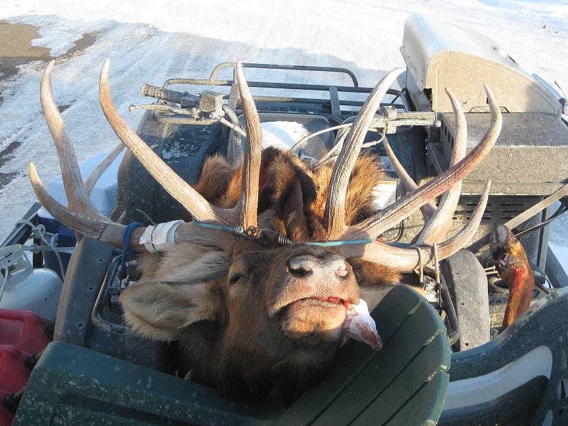 Big Nevada Bull.