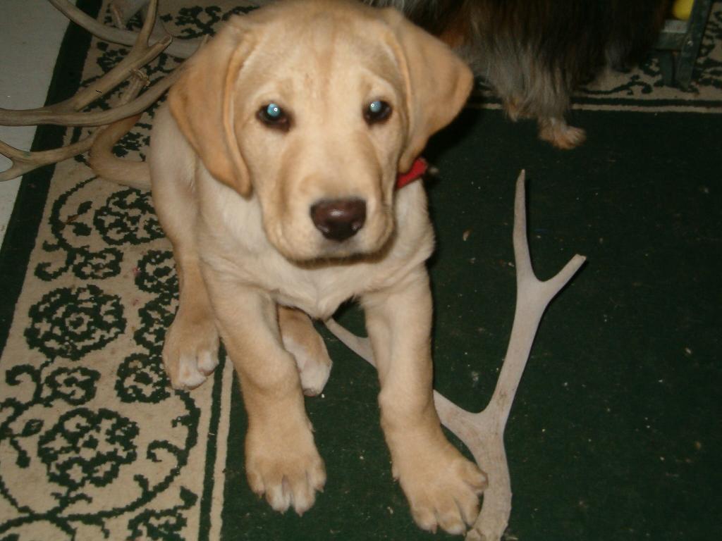 Daisy as a pup.