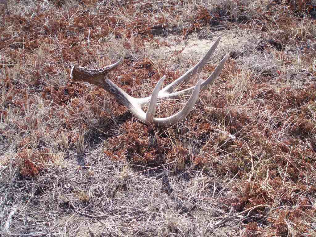 fresh brown 85&amp;quot; typical from a all time B+C buck A.T.L.